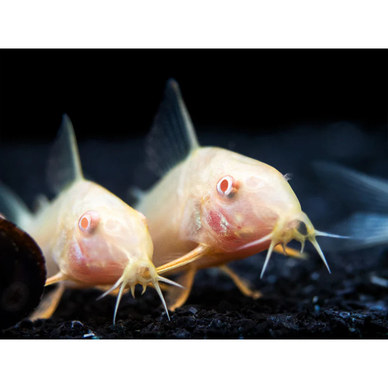 Corydoras sterbai Albina