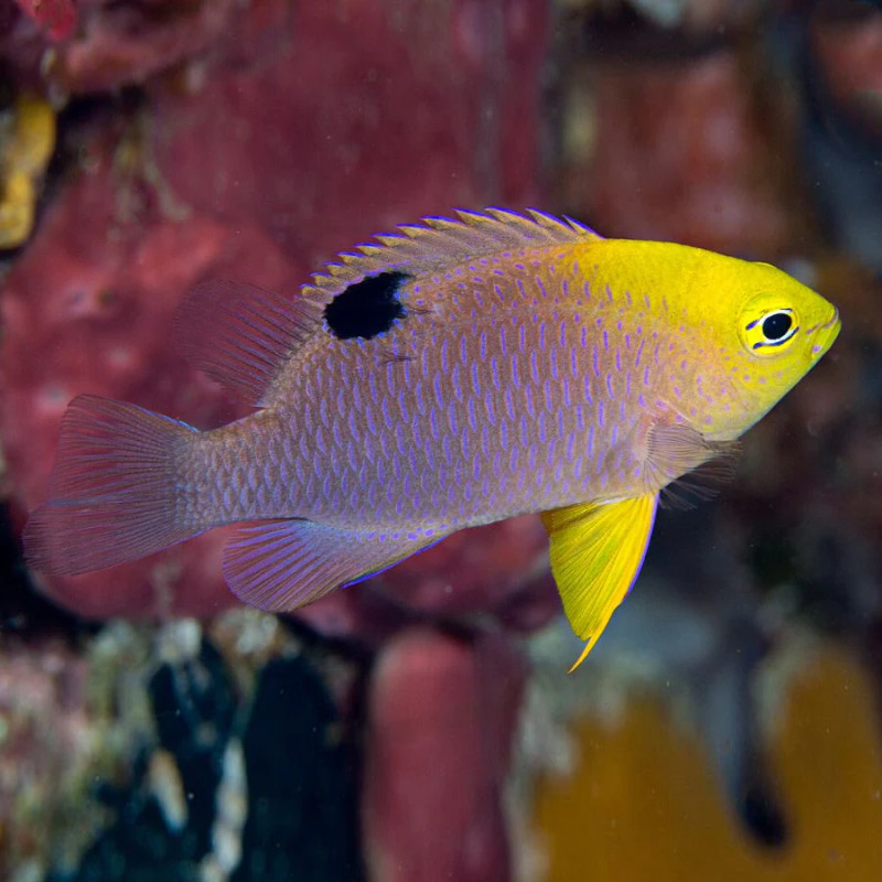 Chrysiptera talbotii - Talbot’s Damself