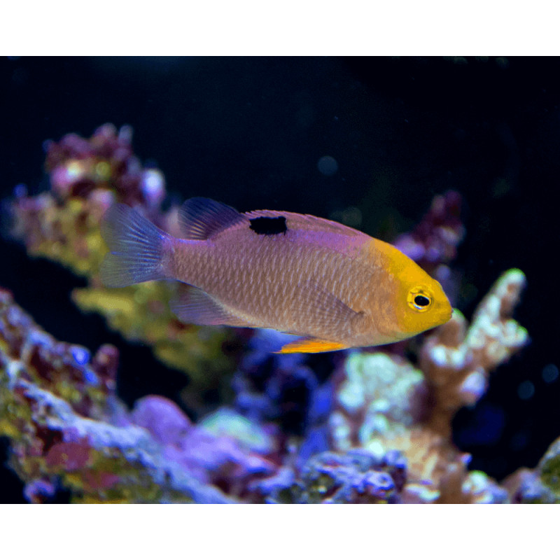 Chrysiptera talbotii - Talbot’s Damself