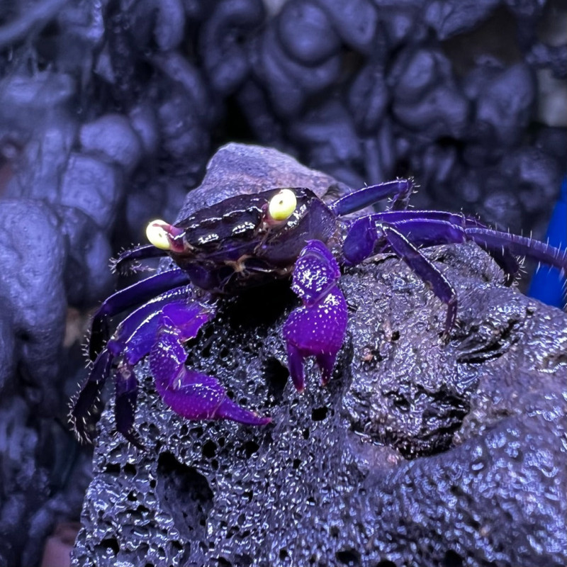 Caranguejo Vampire Orange (Geosesarma sp. - var. Vampire orange)