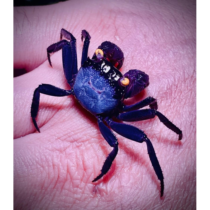 Caranguejo Vampire Orange (Geosesarma sp. - var. Vampire orange)