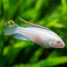 Kribensis  Albino - Pelvicachromis pulcher