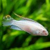 Kribensis  Albino - Pelvicachromis pulcher