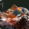 Corydoras 'Orange Venezuela' 3-4 cm