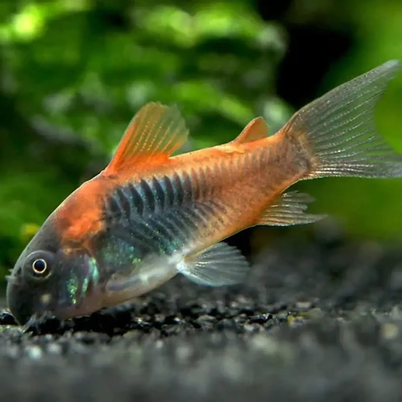 Corydoras 'Black Venezuela' 3-4 cm