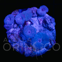 Discosoma spp Blue WYSIWYG Discosoma spp Blue WYSIWYG