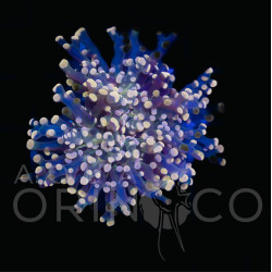 Euphyllia paradivisa Pink Tip Green Stem WYSIWYG Euphyllia paradivisa Pink Tip Green Stem WYSIWYG