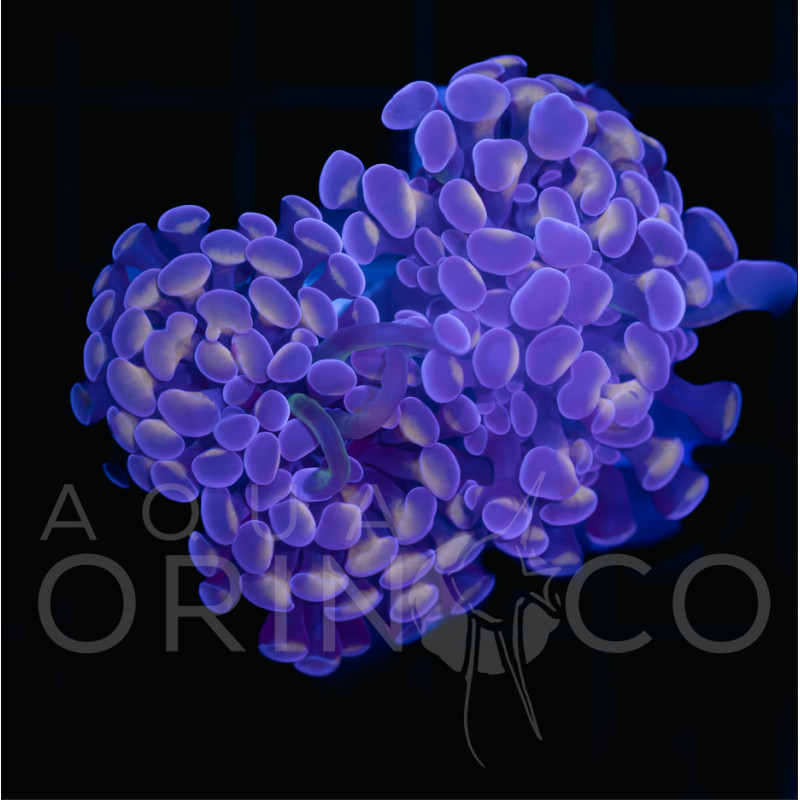 Euphyllia parancora Teal