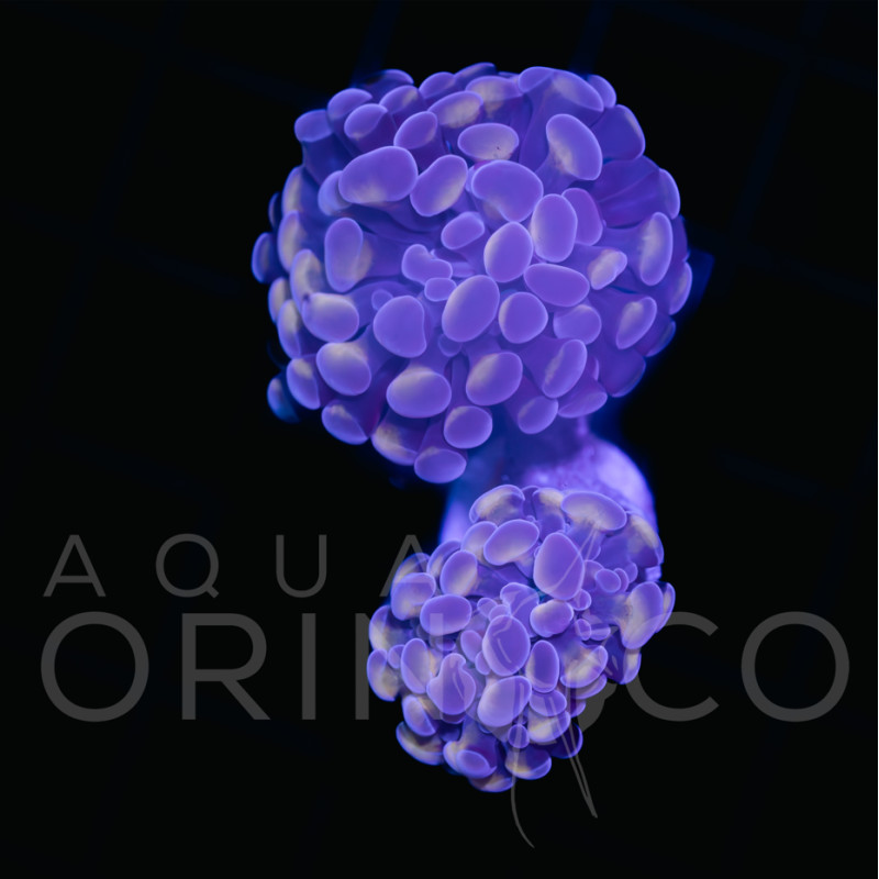 Euphyllia parancora Two Tone WYSIWYG II