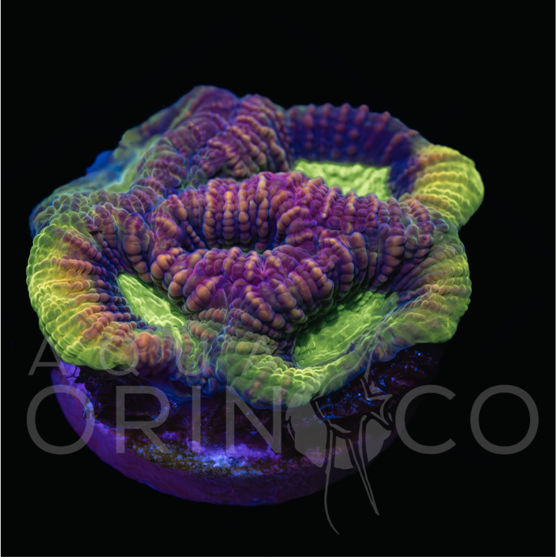 Favia complanata Dragon Soul WYSYWIG II Favia complanata Dragon Soul WYSYWIG II