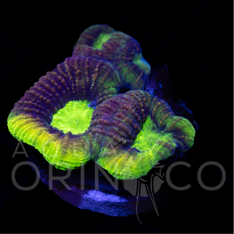 Favia complanata Green Soul WYSYWIG Favia complanata Green Soul WYSYWIG