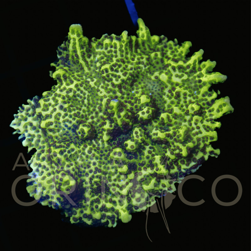 Montipora confusa WYSYWIG II
