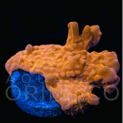 Montipora setosa WYSYWIG Montipora setosa WYSYWIG