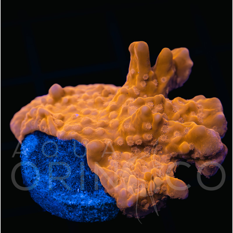 Montipora setosa I Montipora setosa I