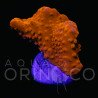 Montipora setosa WYSYWIG II