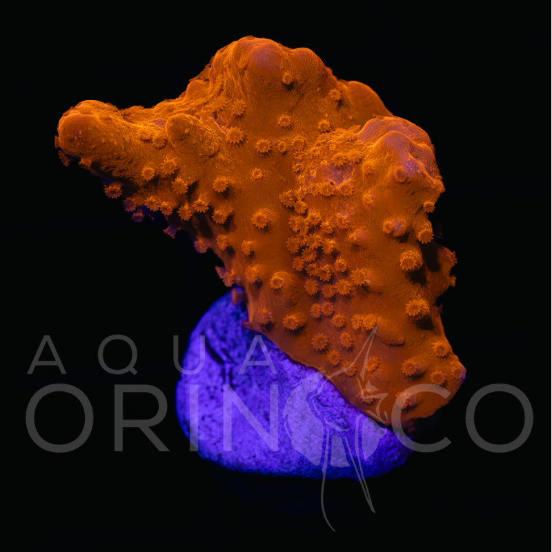 Montipora setosa WYSYWIG II