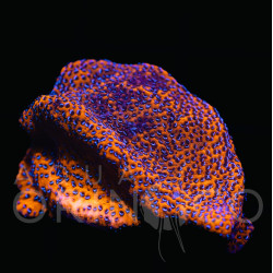 Montipora sp. Mystic Sunset WYSIWYG Montipora sp. Mystic Sunset WYSIWYG