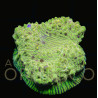 Oxypora spp Chalice WYSIWYG II