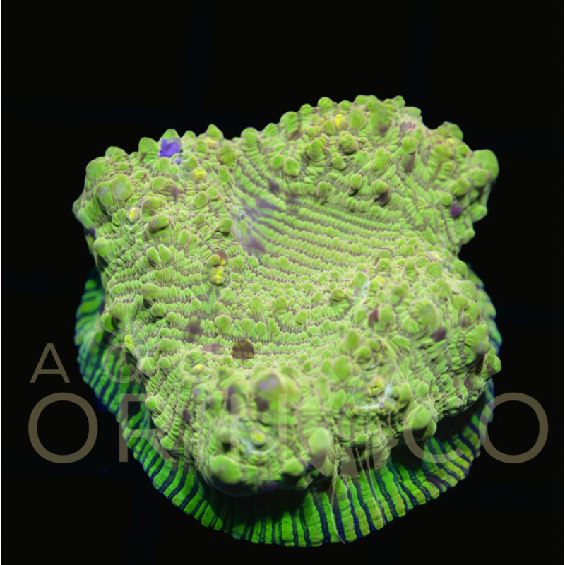 Oxypora spp Chalice WYSIWYG II