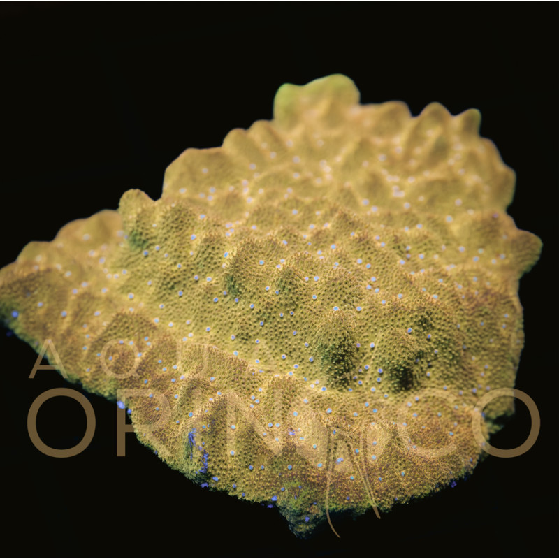 Psammocora sp. Watermelon WYSYWIG