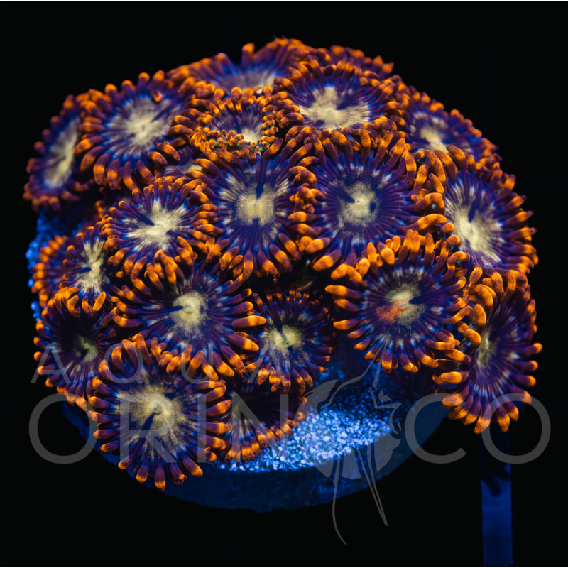 Zoanthus sp. WYSYWIG II
