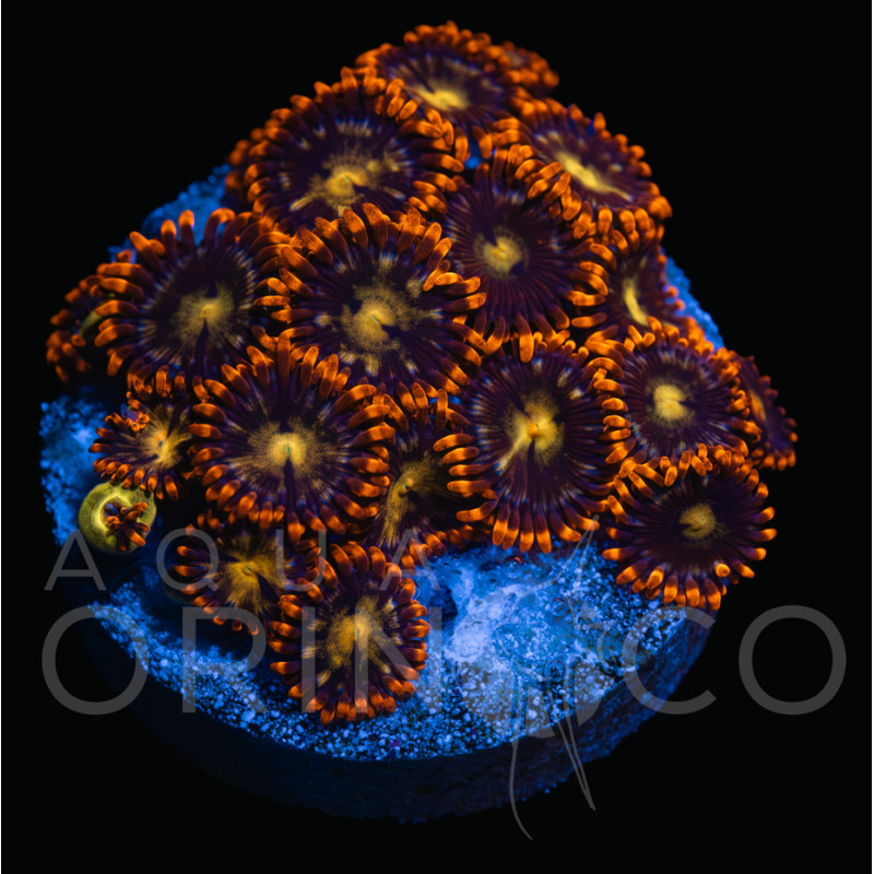 Zoanthus spp Firestorm  WYSYWIG II