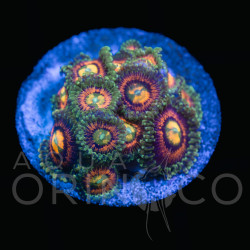 Zoanthus spp Rainbow Incenerator  WYSIWYG Zoanthus spp Rainbow Incenerator  WYSIWYG