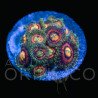 Zoanthus 'Alien Explosion'