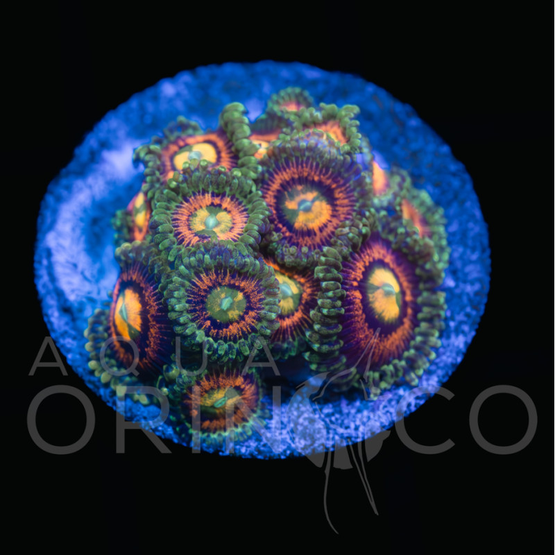 Palythoa sp. taste of rainbow - I Palythoa sp. taste of rainbow - I