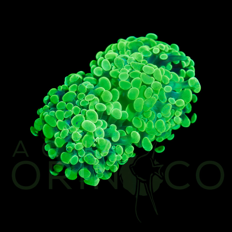 Euphyllia parancora Green I Euphyllia parancora Green I