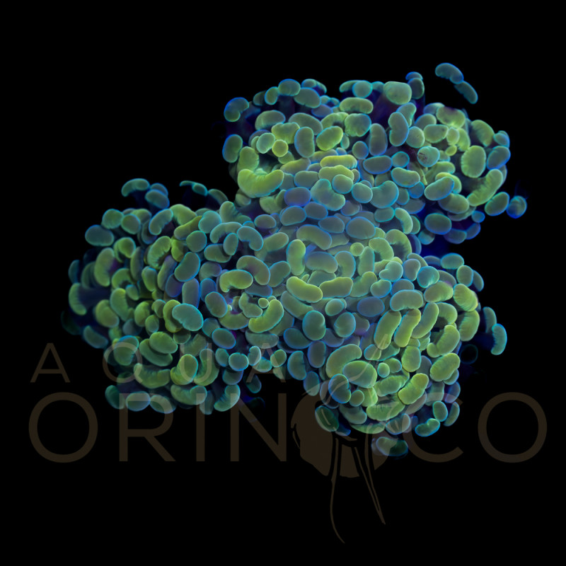 Euphyllia baliensis Yellowish WYSYWIG III