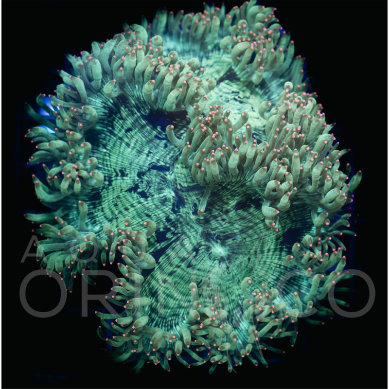 Catalaphyllia jardinei Pink Tips WYSYWIG