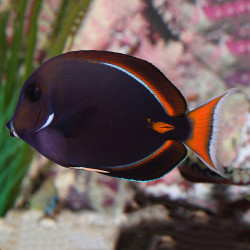 Acanthurus achilles Acanthurus achilles