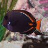 Acanthurus achilles