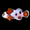 Orange Storm TB (Pair) Clownfish - Amphiprion ocellaris