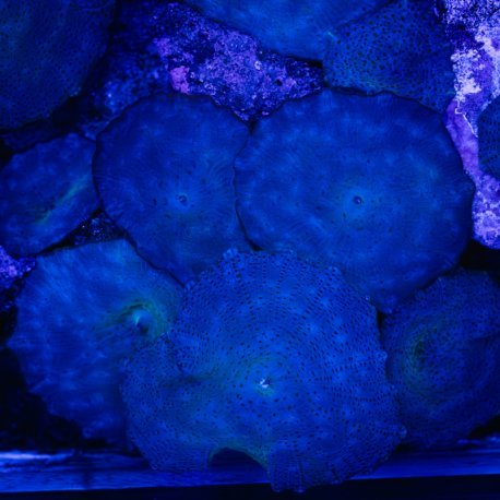 Discosoma spp Blue Berry WYSIWYG