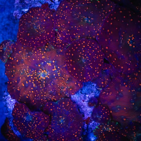 Discosoma spp Blue Thunder WYSIWYG