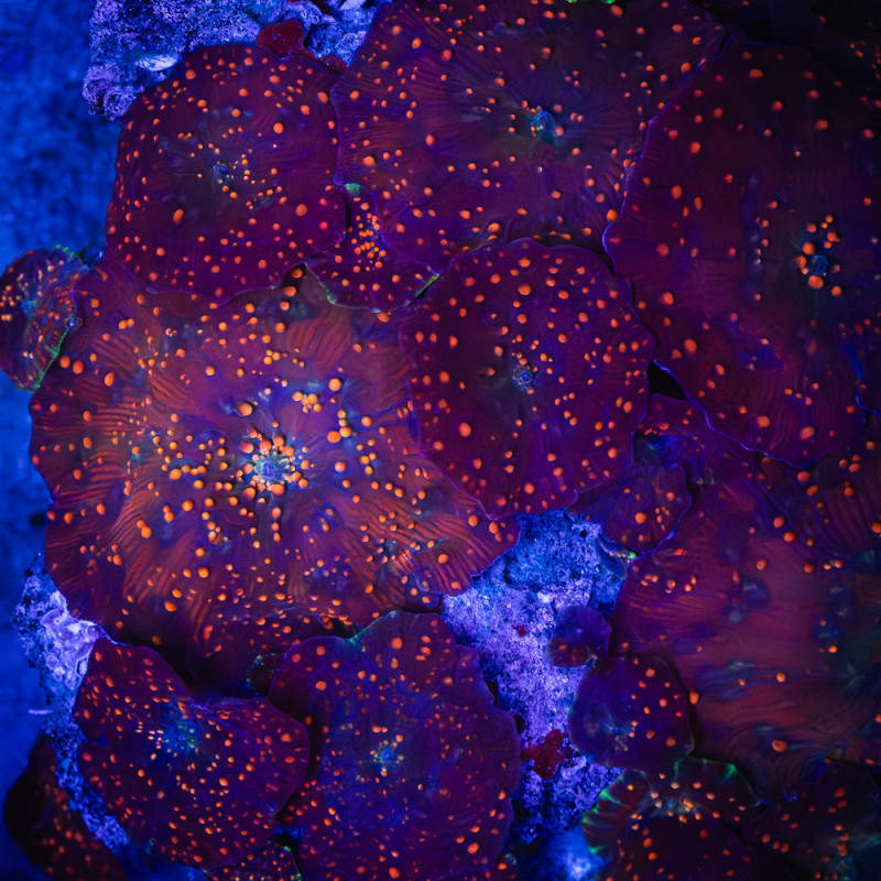 Discosoma spp Blue Thunder WYSIWYG