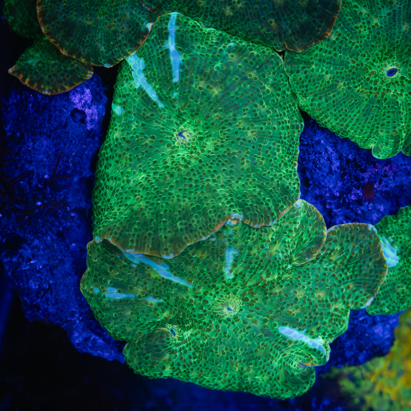 Discosoma spp Green White Stripe WYSIWYG