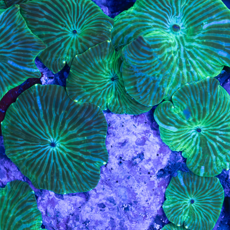 Discosoma spp Watermelon  WYSIWYG