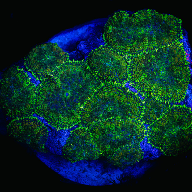 Rhodactis sp. Green I