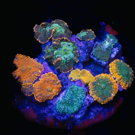 Rhodactis spp Ultra Garden  WYSIWYG