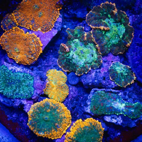 Rhodactis spp Ultra Garden  WYSIWYG