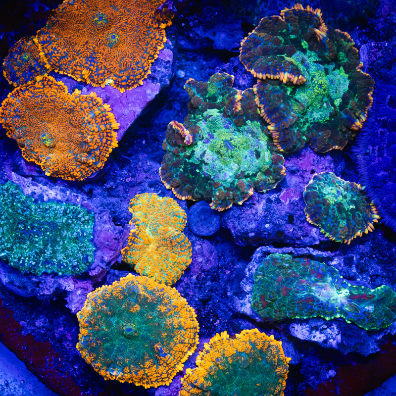 Rhodactis spp Ultra Garden  WYSIWYG