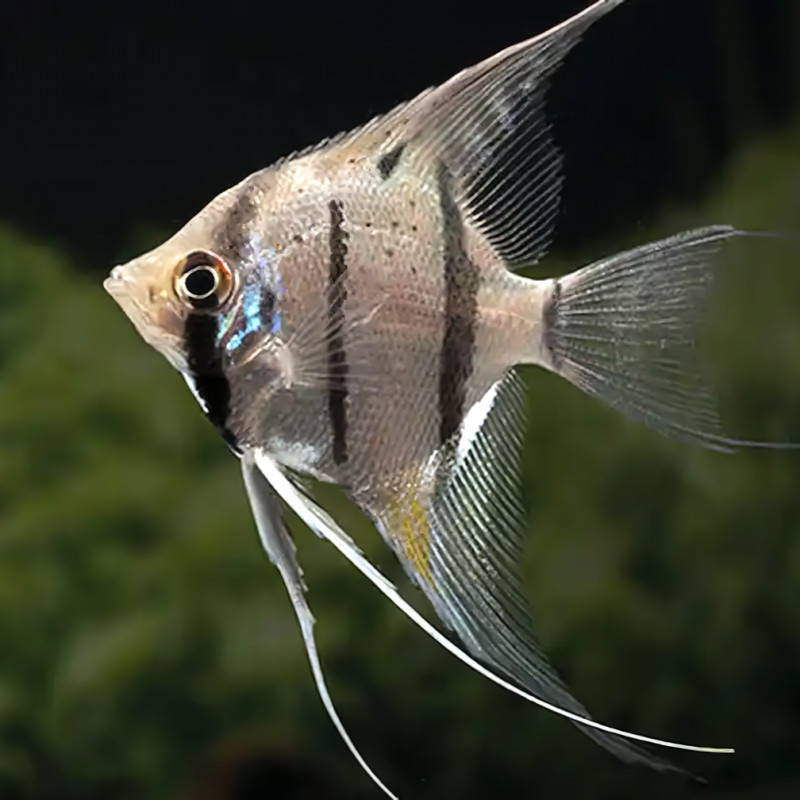Escalar Altum Peruensis - Pterophyllum scalare