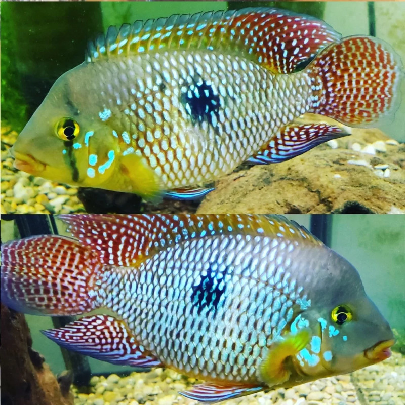 Geophagus brasiliensis 4-5cm