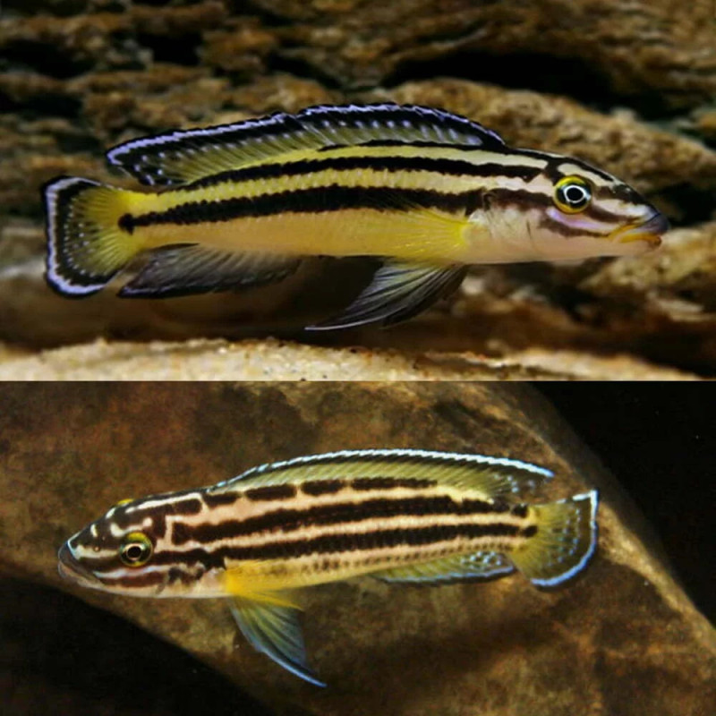 Guppy Blue Moscow M/F - Poecilia reticulata