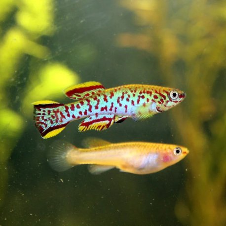 Aphyosemion gardneri