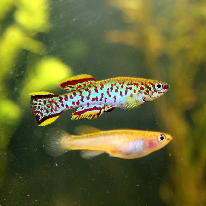 Aphyosemion gardneri