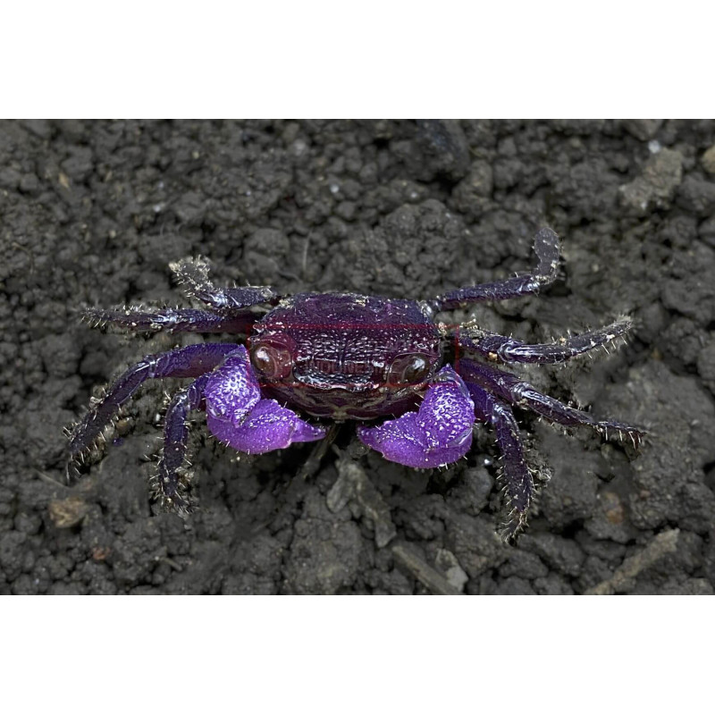 Caranguejo Vampire Orange (Geosesarma sp. - var. Vampire orange)